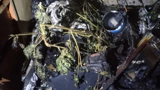 Череповецкий пожарный случай привел к выявлению незаконного выращивания и хранения наркотических растений