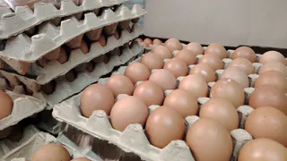 Хитрые продавцы выбирают яйца только так: запоминайте 2 лайфхака