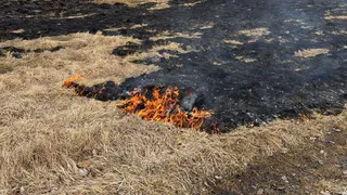 В Вологодской области за сутки потушили два пала сухой травы