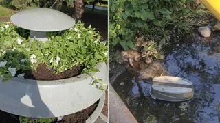 В Вологде вандалы выбросили кашпо в реку и выкопали более 300 цветов из городских клумб