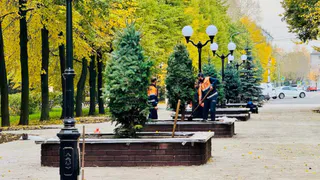 В сквере Верещагина в Вологодской области высадили голубые ели