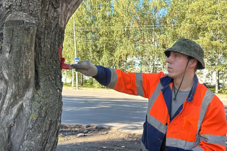 В Вологде продолжается кампания по выявлению аварийных деревьев