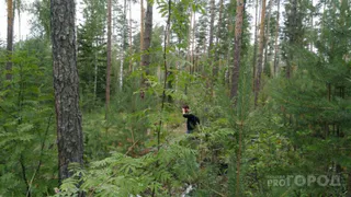 Более 700 кубометров леса исчезли: в Кичменгско-Городецком районе обнаружена незаконная вырубка