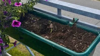 Мэр Череповца просит горожан помочь в борьбе с цветочными вандалами