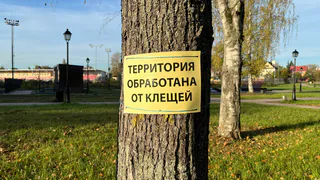 Сажаю 1 цветок на участке — и клещам вход намертво закрыт: создается защита надежнее любого забора