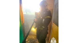 В Вологодской области пожарный спас кота из загоревшейся 12-этажки