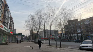 В Вологодскую область прилетели скворцы
