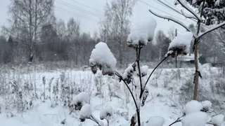 Вологодская область встречает зиму аномальным теплом 