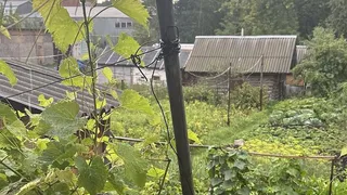 Дед сажал эти 3 сидерата в октябре: почву получал круче жирного чернозёма