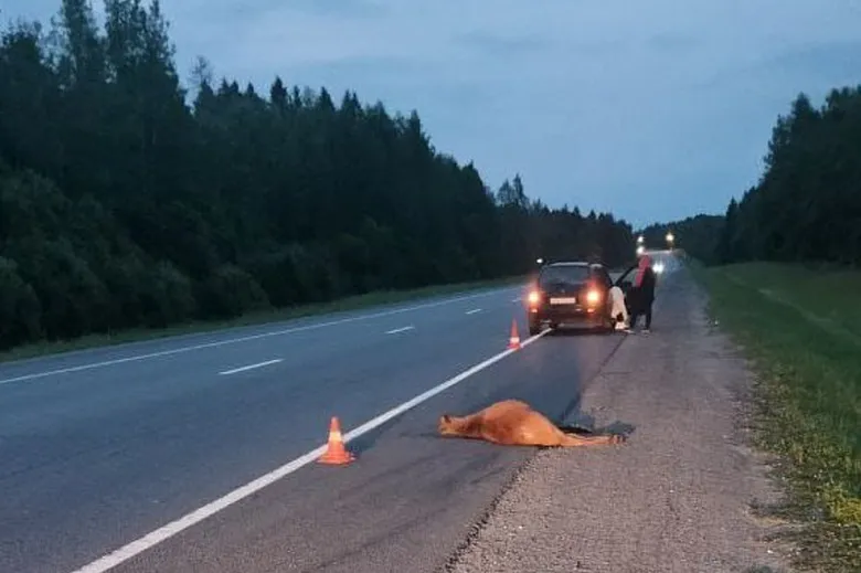 В Вологодской области автомобиль насмерть сбил лося