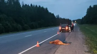 В Вологодской области автомобиль насмерть сбил лося