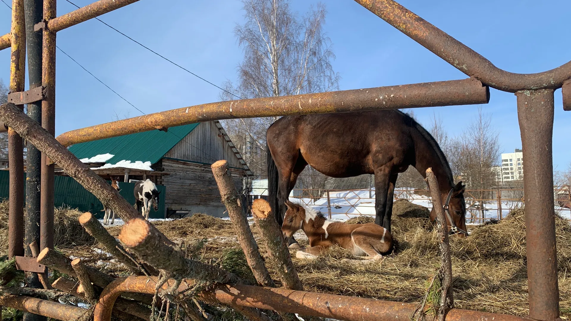 В Вологодской области спасли 12 лошадей из горящей конюшни