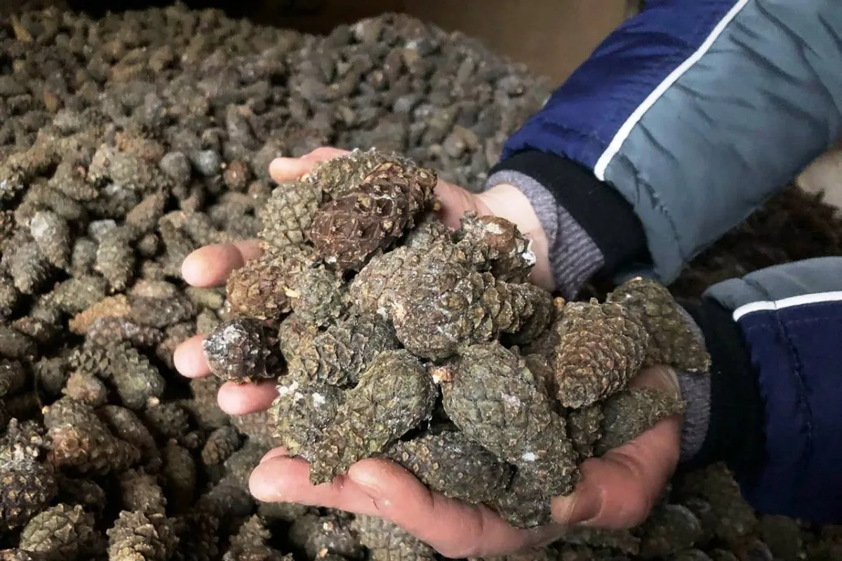 В Вологодской области завершен сезон сбора лесосеменного сырья