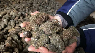 В Вологодской области завершен сезон сбора лесосеменного сырья