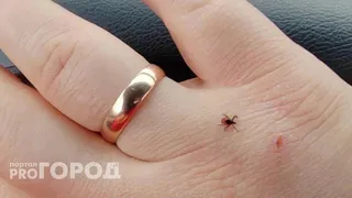 Клещи гибнут молниеносно: копеечное средство защищает лучше всех магазинных аэрозолей