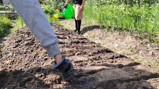 В Вологодской области вырастили огромную полутонную тыкву