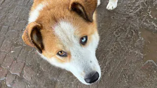 В Вологде домашняя собака покусала двухлетнего ребенка