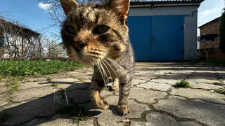 Миф о «несчастном котике»: почему зверю на улице может быть лучше, чем у вас дома на диване