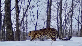 ВТБ ищет имя для котёнка леопарда