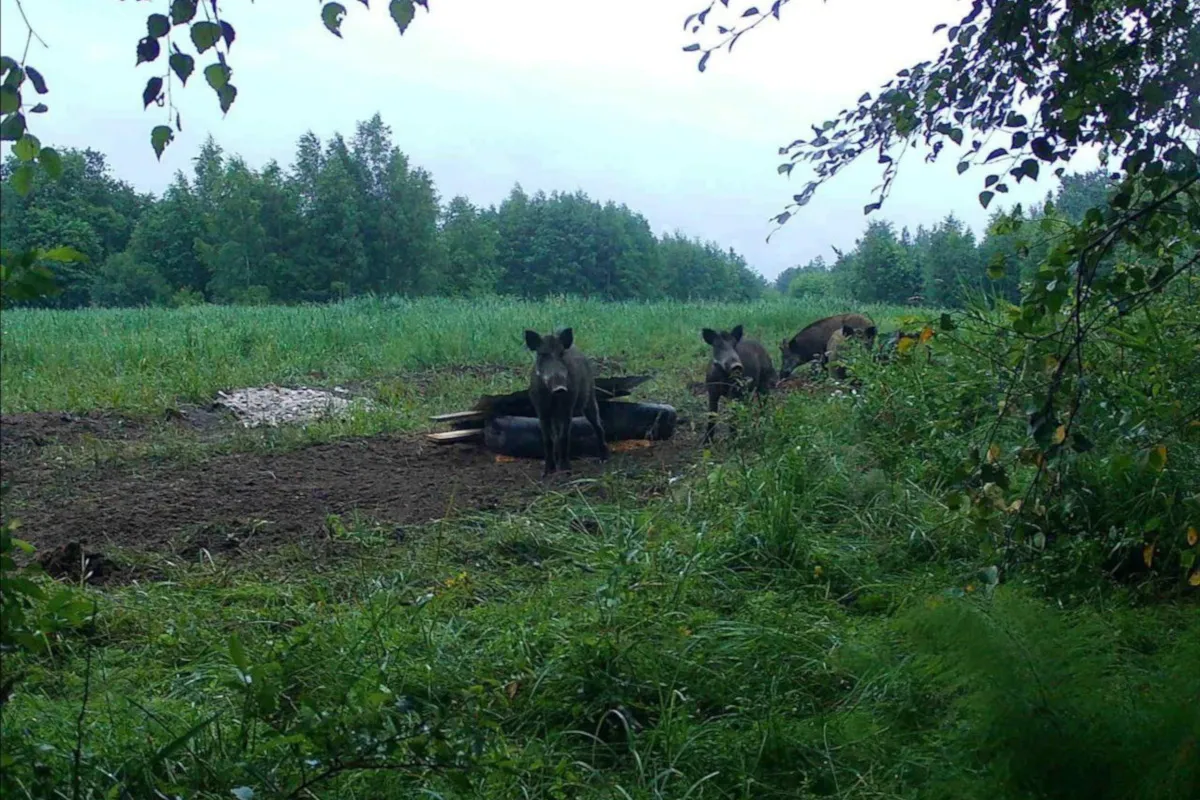В Вологодской области стартовал летний сезон охоты на кабана