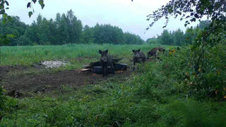 В Вологодской области стартовал летний сезон охоты на кабана