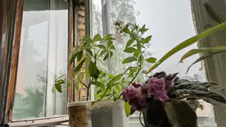 Самый популярный домашний цветок, оказывается, приносит в дом несчастье и раздоры