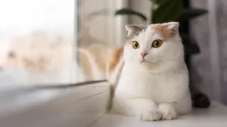 Вы уверены, что ваша кошка уже старушка? Новая формула меняет подход к переводу кошачьих лет