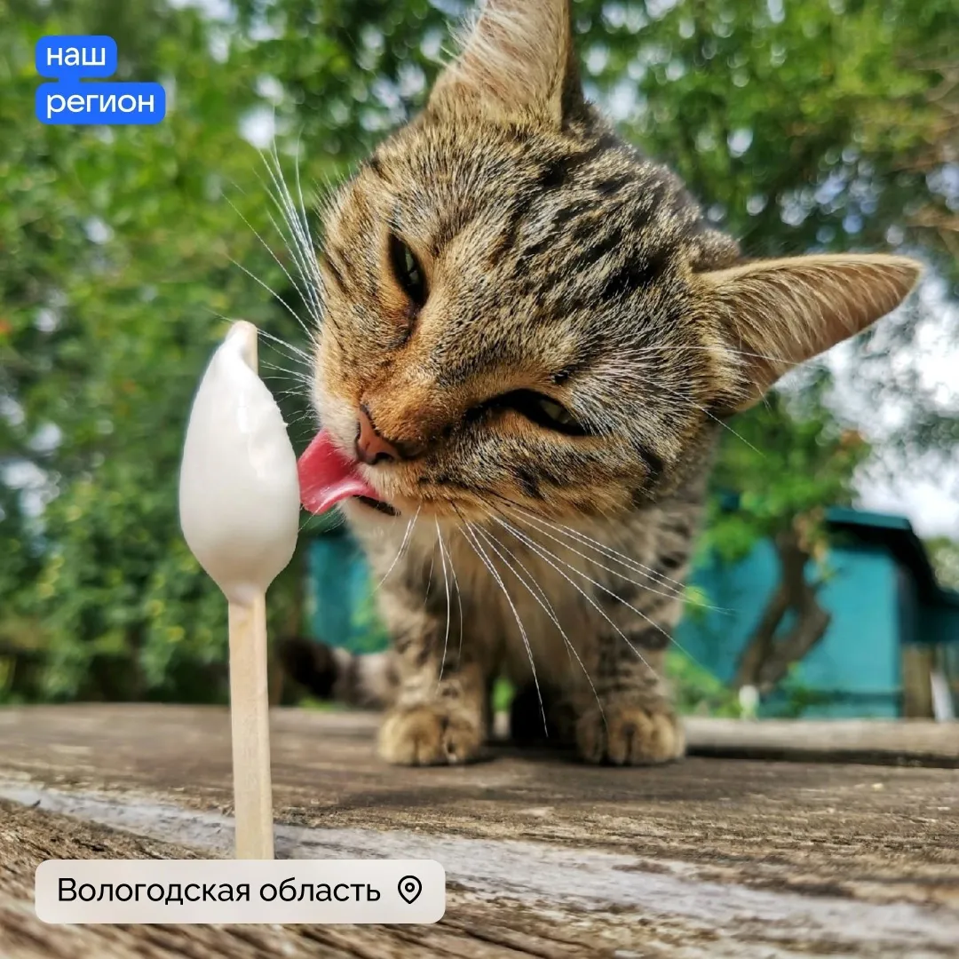 Экспорт вологодского мороженого в Монголию увеличился в три раза