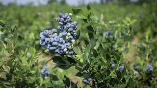 Вологодская область станет крупным производителем голубики