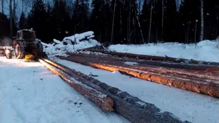 В Вологодской области на 19% сократилось число незаконных рубок леса